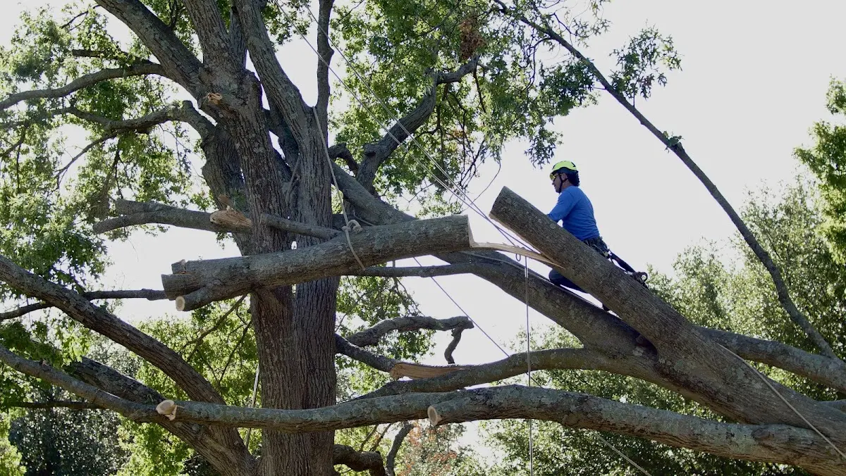 Professional Crown Thinning performed by certified arborists in Laughlin