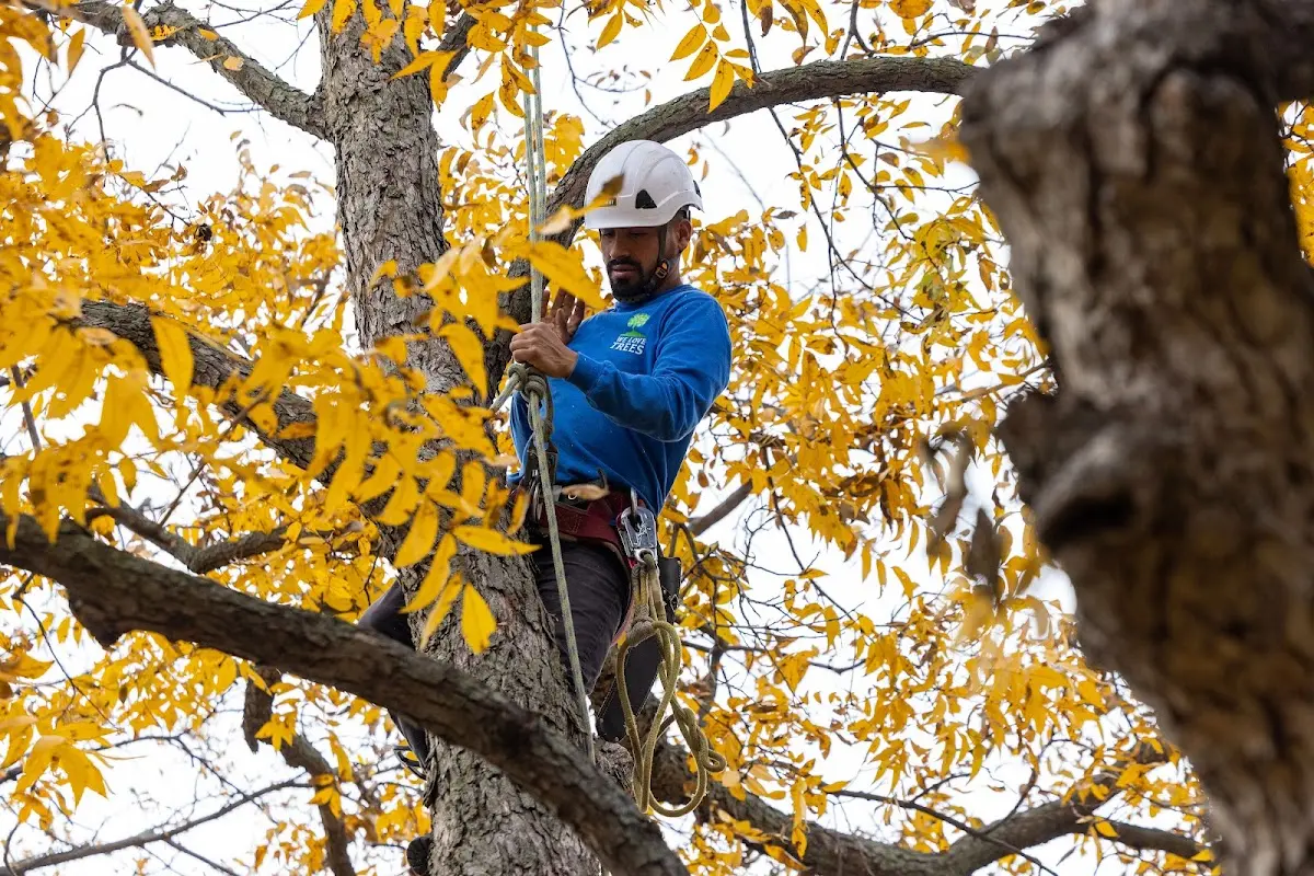 Skilled Tree Planing crew working in Laughlin